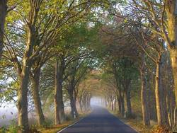 Allee des Jahres 2008; Quelle: BUND MV