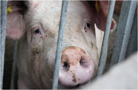 Foto: Dirk Gießelmann, soylent network.com