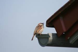 Haussperling; Foto: Kurt Bouda / www.pixelio.de