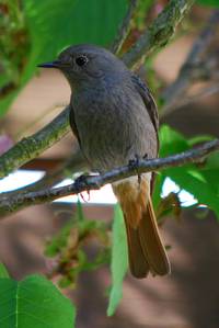 Hausrotschwanz; Foto: Helmut J. Salzer / pixelio.de