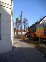 Fällung; Foto: BUND