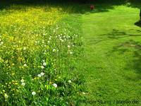 Ungemähter und gemähter Rasen, Foto: Rainer Sturm / pixelio.de