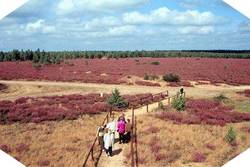 Titel: Teich & Heidepark