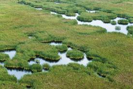 Peene-Wiesen, Foto: Daniel Klaucke