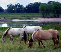 Pferde in der Elbtalaue