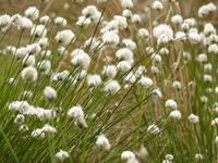 Scheidiges Wollgras, Photo by Dr. Lukas Landgraf