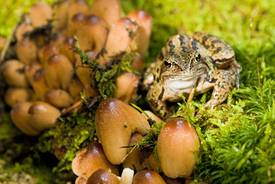 Peene-Wiesen, Foto: Daniel Klaucke