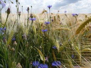 Kornblumenfeld; Quelle: Kerstin1070/pixelio.de