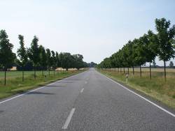 junge Ahornallee bei Rietz-Neuendorf, Foto: BUND