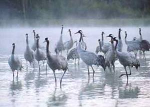 Wasservögel in Biesenbrow; Quelle: BUND