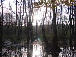 Großer Glasowsee im Biosphärenreservat Schorfheide-Chorin, Foto: BUND