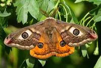 Kleines Nachtpfauenauge; Quelle: BUND