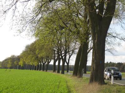 Allee in Brandenburg, Foto: Chantal Pradines