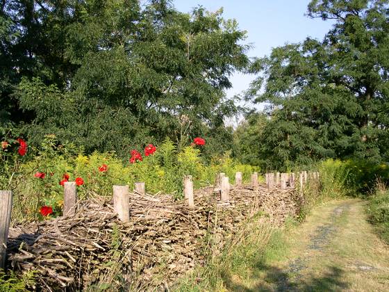Wildnisinsel im Potsdamer BUGA-Park; Quelle: BUND