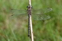 Hochmoor-Mosaikjungfer (Männchen), Quelle: wikipedia.de, Photo by Arnold Sennhauser