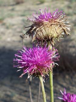 Blüte der Sandsilberscharte; Foto: BUND