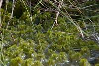 Torfmoos, Quelle: wikipedia.de, Photo by Wilde Natur