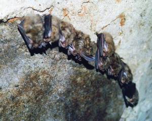 Braunes Langohr; Foto: Gernot Preschel