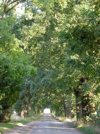 Stieleichenallee im Oderbruch; Foto: BUND