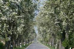 "Allee des Jahres 2009"eine Birnbaumallee in Niedersachsen, Bohnenburg / Amt Neuhaus an der Elbe; Foto: Joachim Roemer
