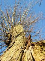 Weide im Oderbruch, Foto: Steffi Bartel
