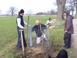 Alleepflanzung im Oderbruch; Foto: BUND
