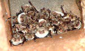 Große Mausohren im Quartier Finkenheerd; Quelle: BUND