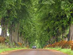 Allee des Jahres 2012; Foto: Christian Wonitzki