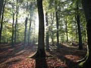 Buchenwald (c) BUND Brandenburg