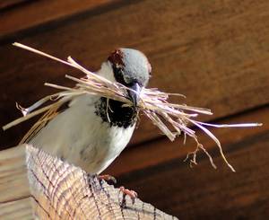 Spatz beim Sammeln von Nistmaterial; Foto: Sylvia Voigt / www.pixelio.de