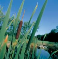 Schilfblüte; Foto: BUND