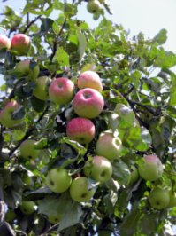 Apfelbaum; Quelle: BUND