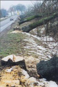 Gefällte Alleebaumreihe; Foto: Gisela Ziehm