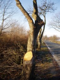 Schädigender Baumschnitt; Foto: Gisela Ziehm