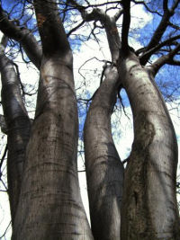 Baum vor blauem Himmel; Foto: Silke Friemel